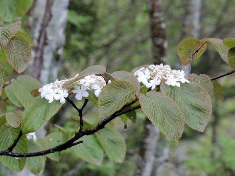 Viburnum furcatum