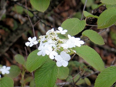 Viburnum furcatum