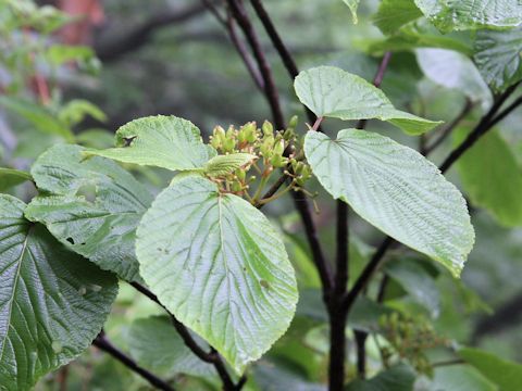 Viburnum furcatum