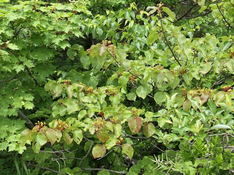 Viburnum furcatum