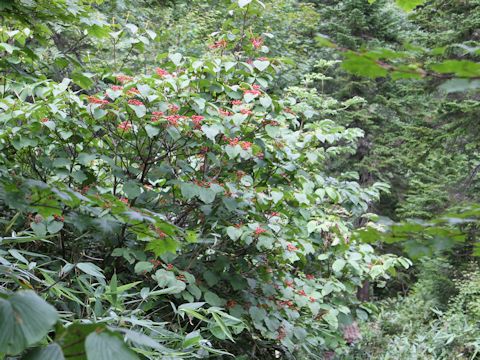 Viburnum furcatum