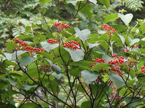 Viburnum furcatum