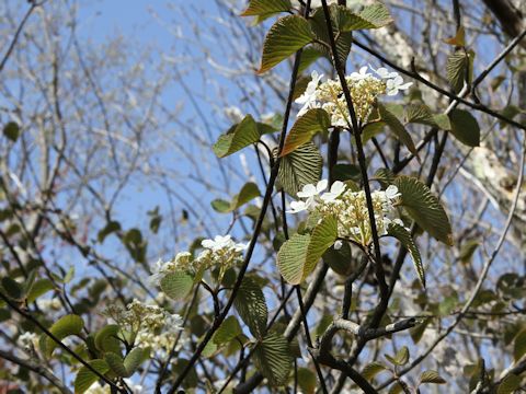 Viburnum furcatum