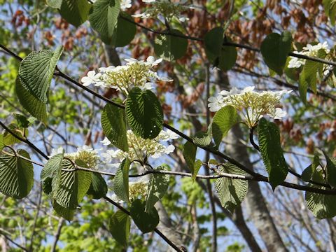 Viburnum furcatum