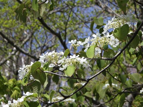 Viburnum furcatum