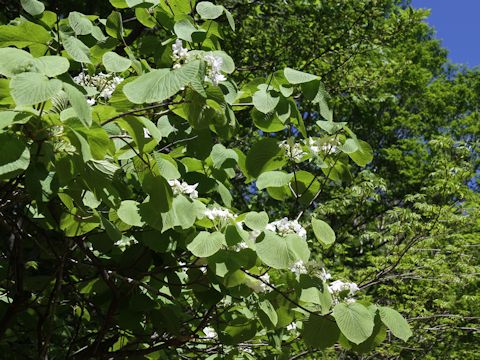 Viburnum furcatum