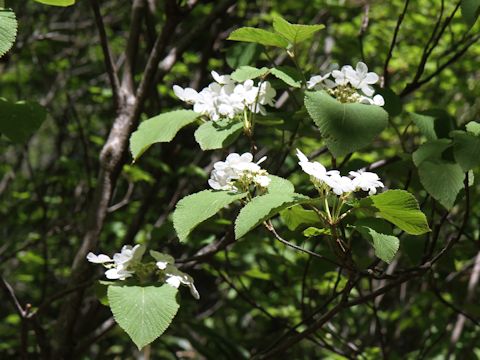 Viburnum furcatum