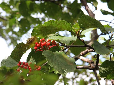 Viburnum furcatum