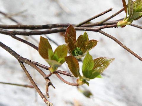 Viburnum furcatum