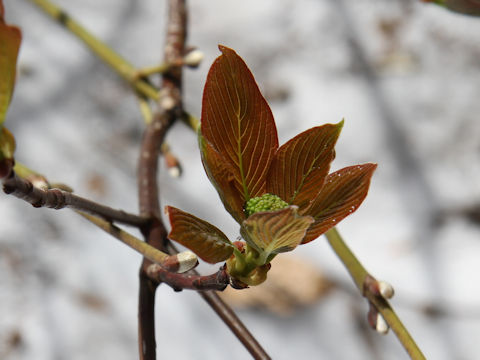 Viburnum furcatum