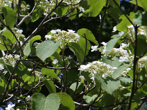 Viburnum furcatum