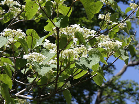 Viburnum furcatum