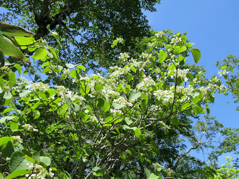 Viburnum furcatum