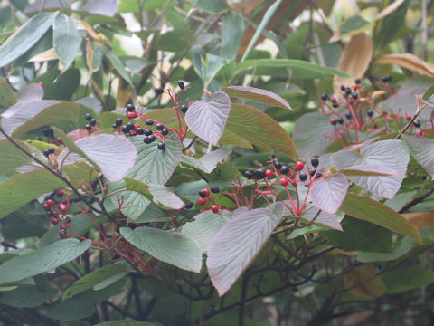 Viburnum furcatum