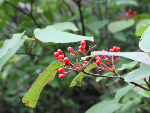 Viburnum furcatum