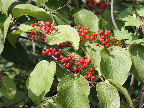 Viburnum furcatum