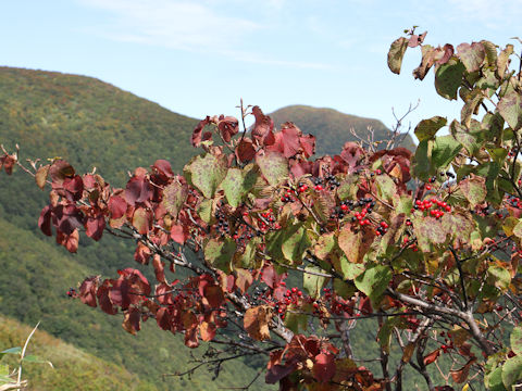 Viburnum furcatum