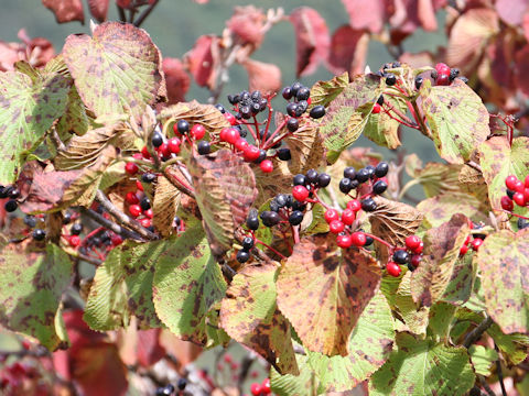 Viburnum furcatum