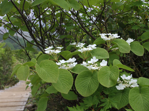 Viburnum furcatum