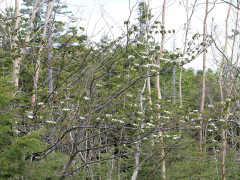 Viburnum furcatum