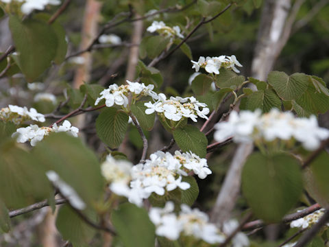 Viburnum furcatum