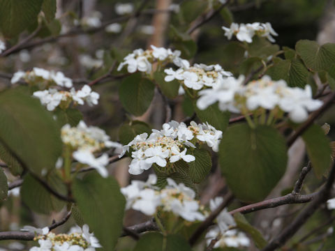 Viburnum furcatum