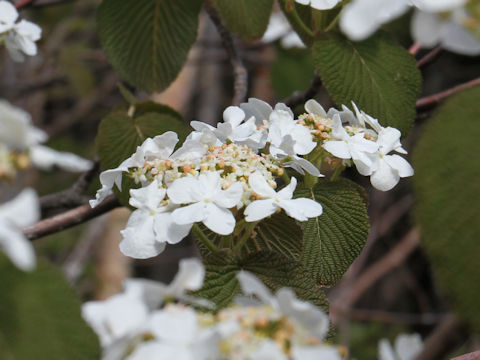 Viburnum furcatum