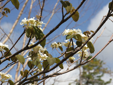 Viburnum furcatum