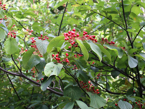 Viburnum furcatum