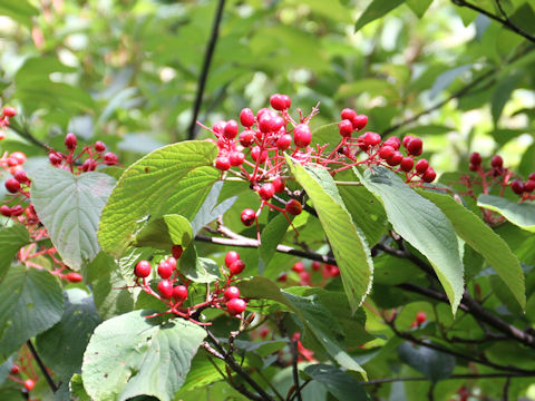 Viburnum furcatum