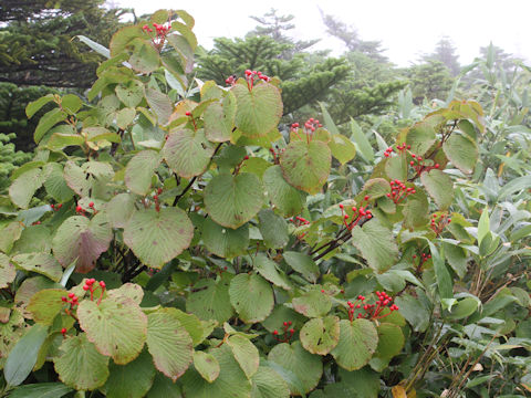 Viburnum furcatum