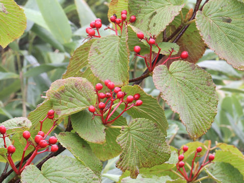 Viburnum furcatum