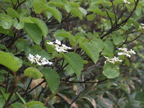 Viburnum furcatum