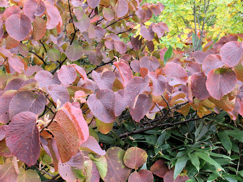 Viburnum furcatum