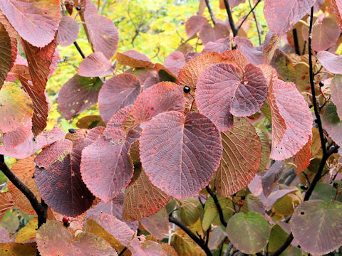 Viburnum furcatum