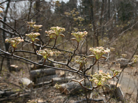 Viburnum furcatum