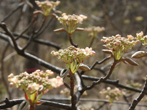 Viburnum furcatum