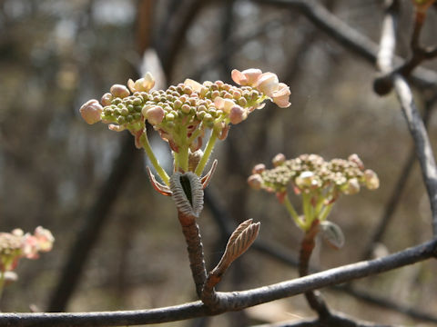 Viburnum furcatum