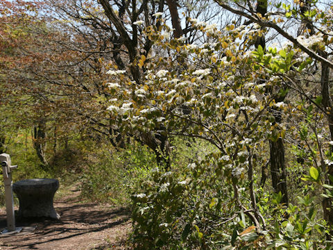 Viburnum furcatum