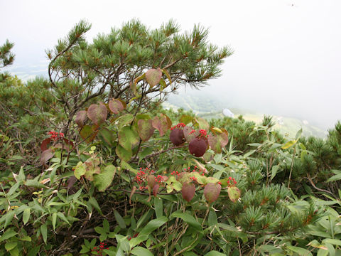 Viburnum furcatum