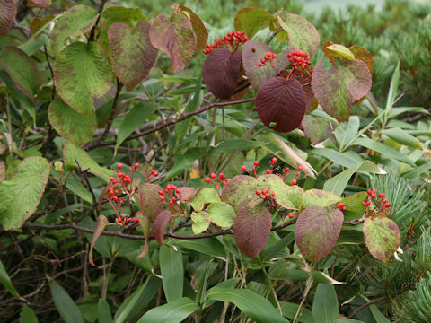 Viburnum furcatum