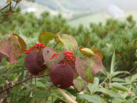 Viburnum furcatum