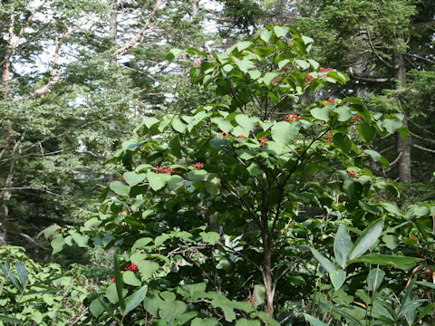 Viburnum furcatum