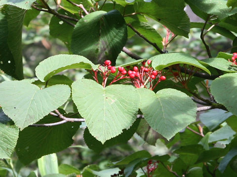 Viburnum furcatum