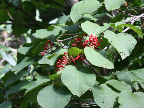 Viburnum furcatum