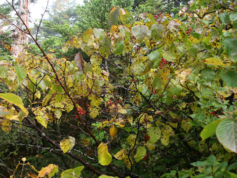 Viburnum furcatum