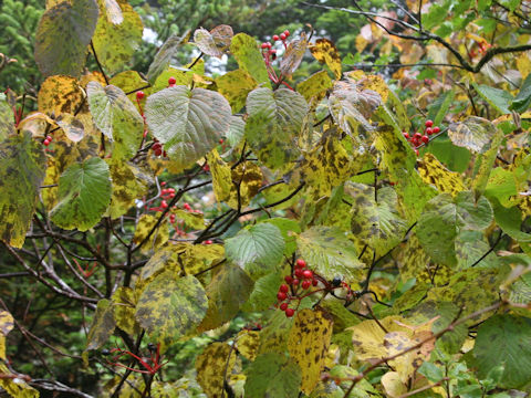 Viburnum furcatum
