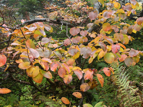 Viburnum furcatum