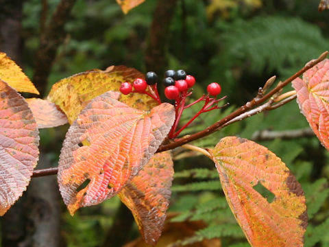 Viburnum furcatum