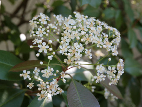 Photinia serrulata